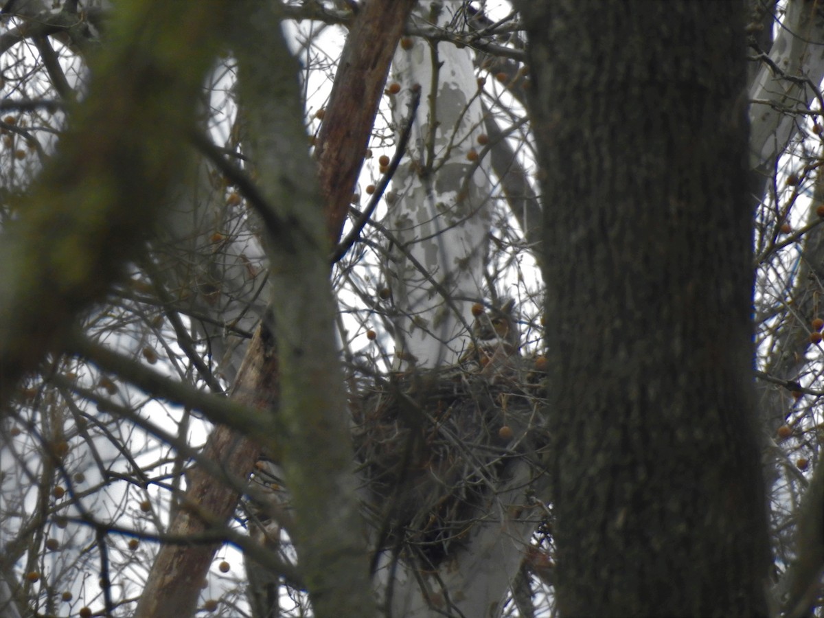 Great Horned Owl - ML146596181
