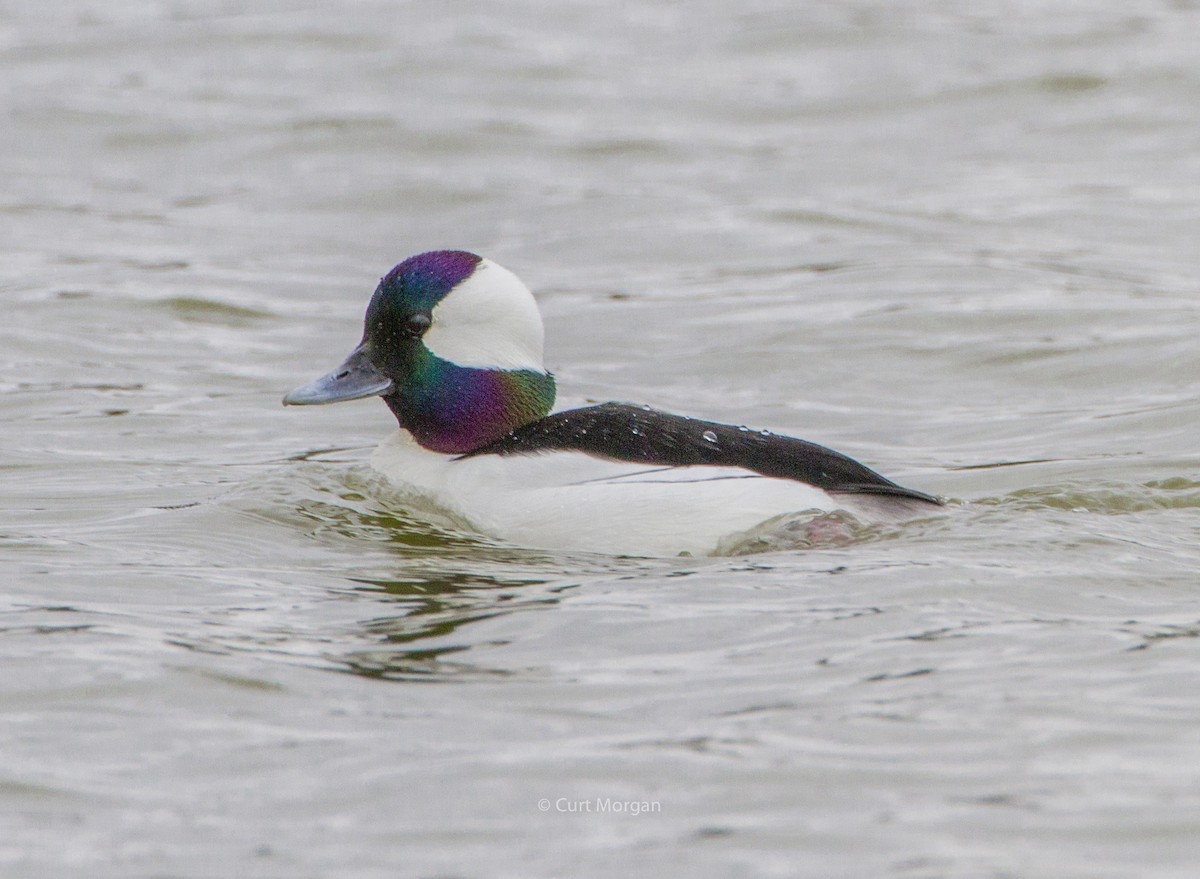 Bufflehead - ML146596341