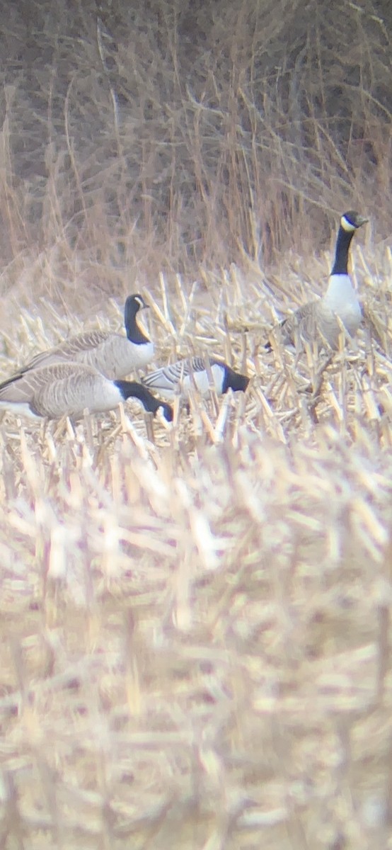 Barnacle Goose - Dave C.