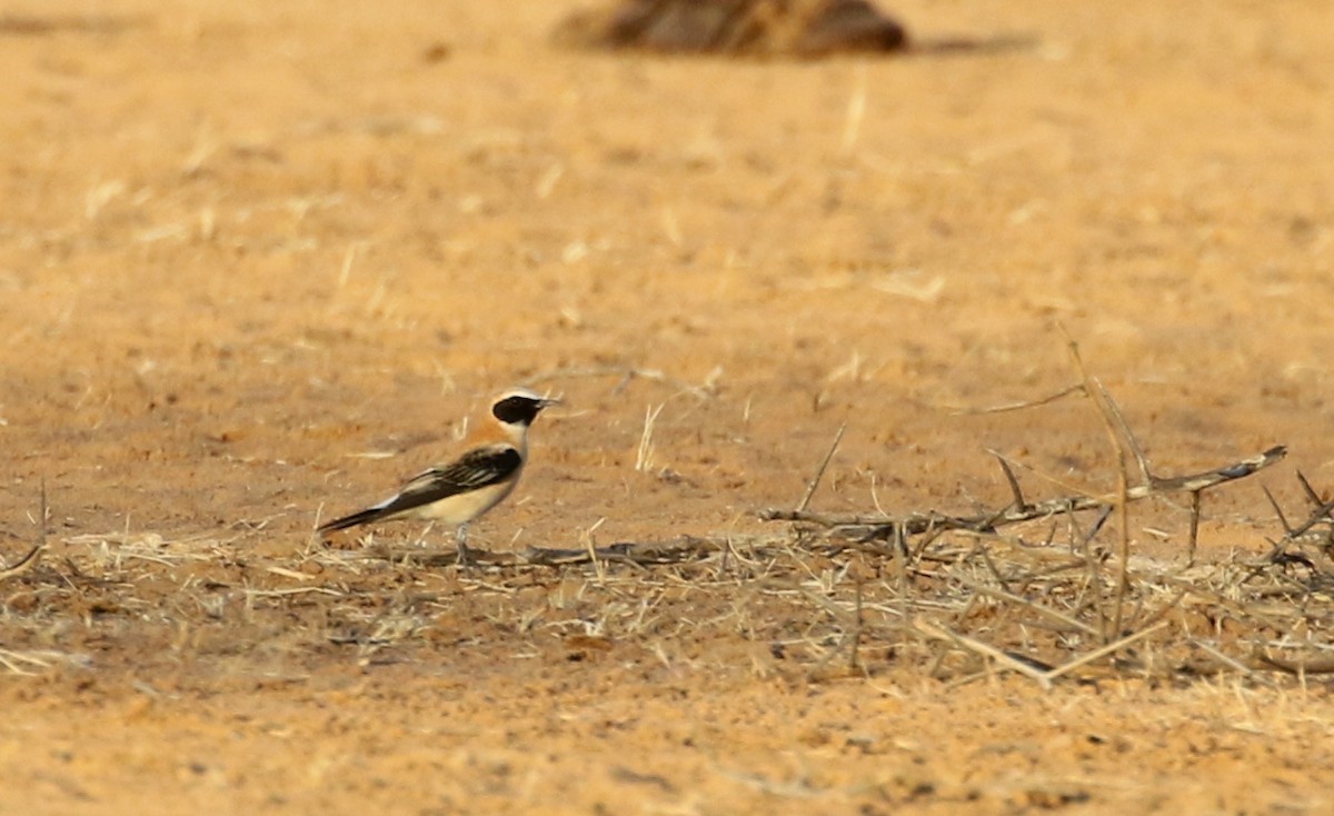 Western Black-eared Wheatear - ML146598561