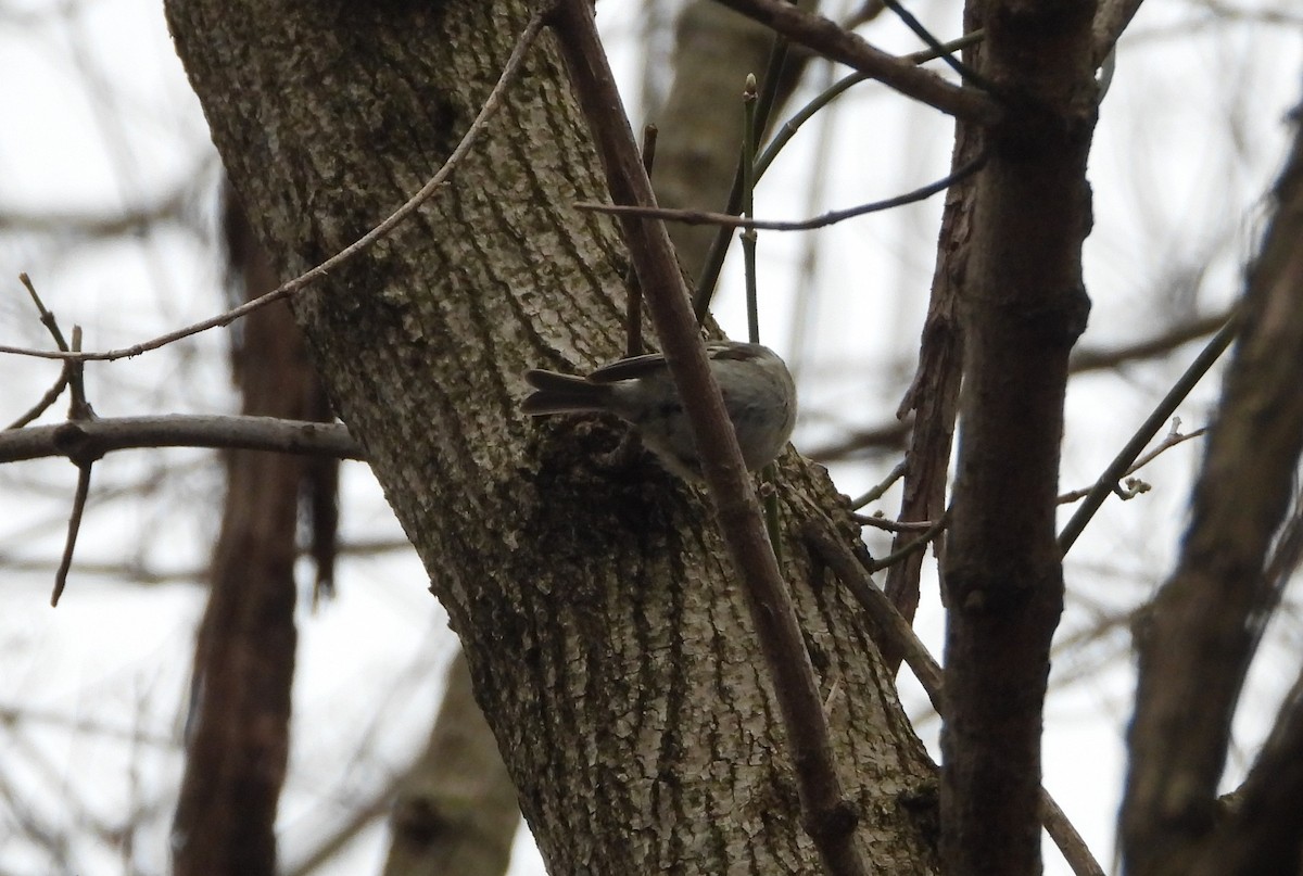 Golden-crowned Kinglet - ML146599601