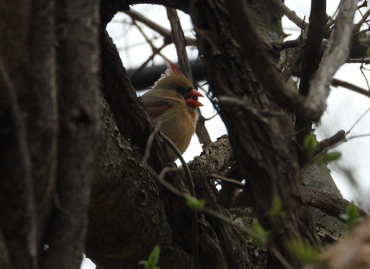 Northern Cardinal - Sunil Thirkannad