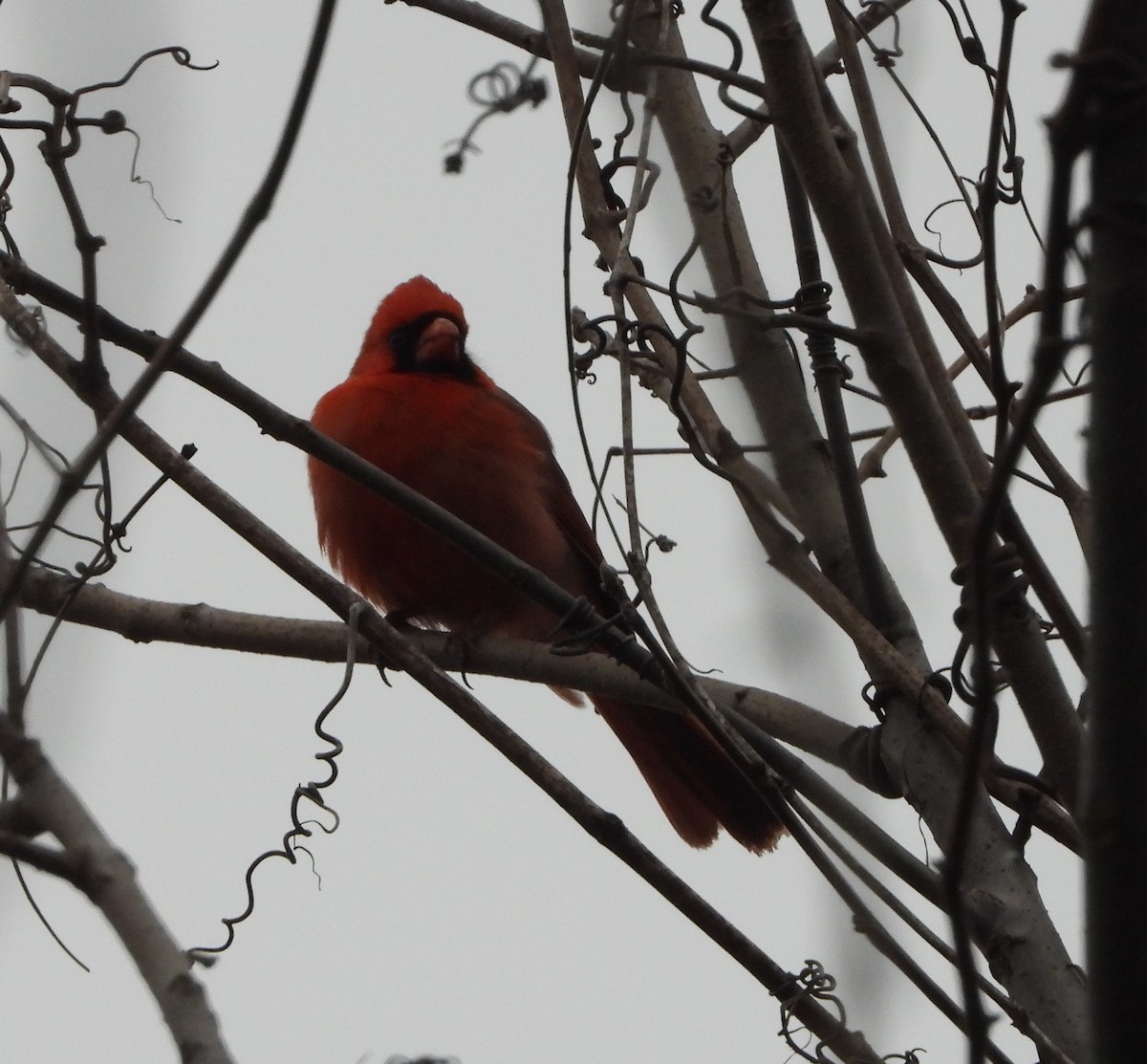 Northern Cardinal - Sunil Thirkannad