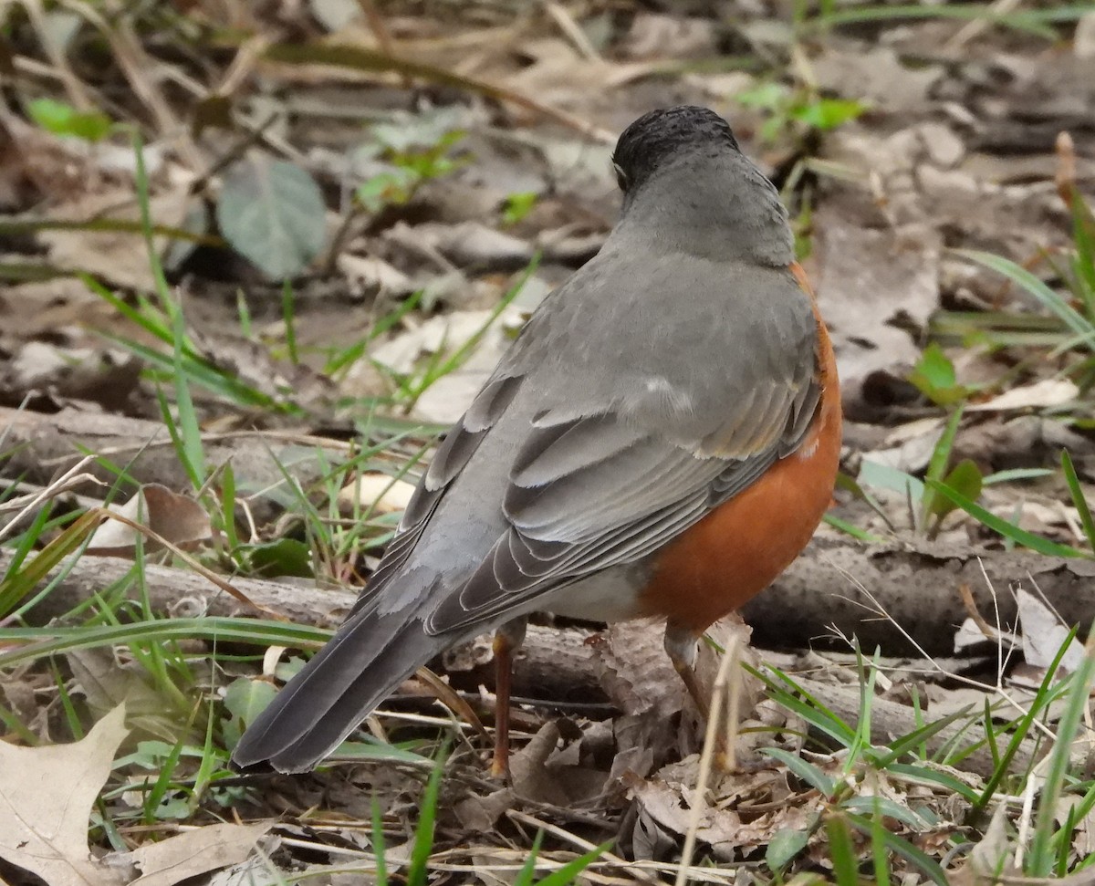 American Robin - Sunil Thirkannad