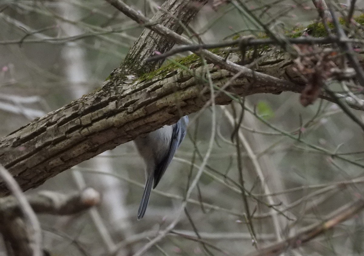 Carolina Chickadee - ML146600131