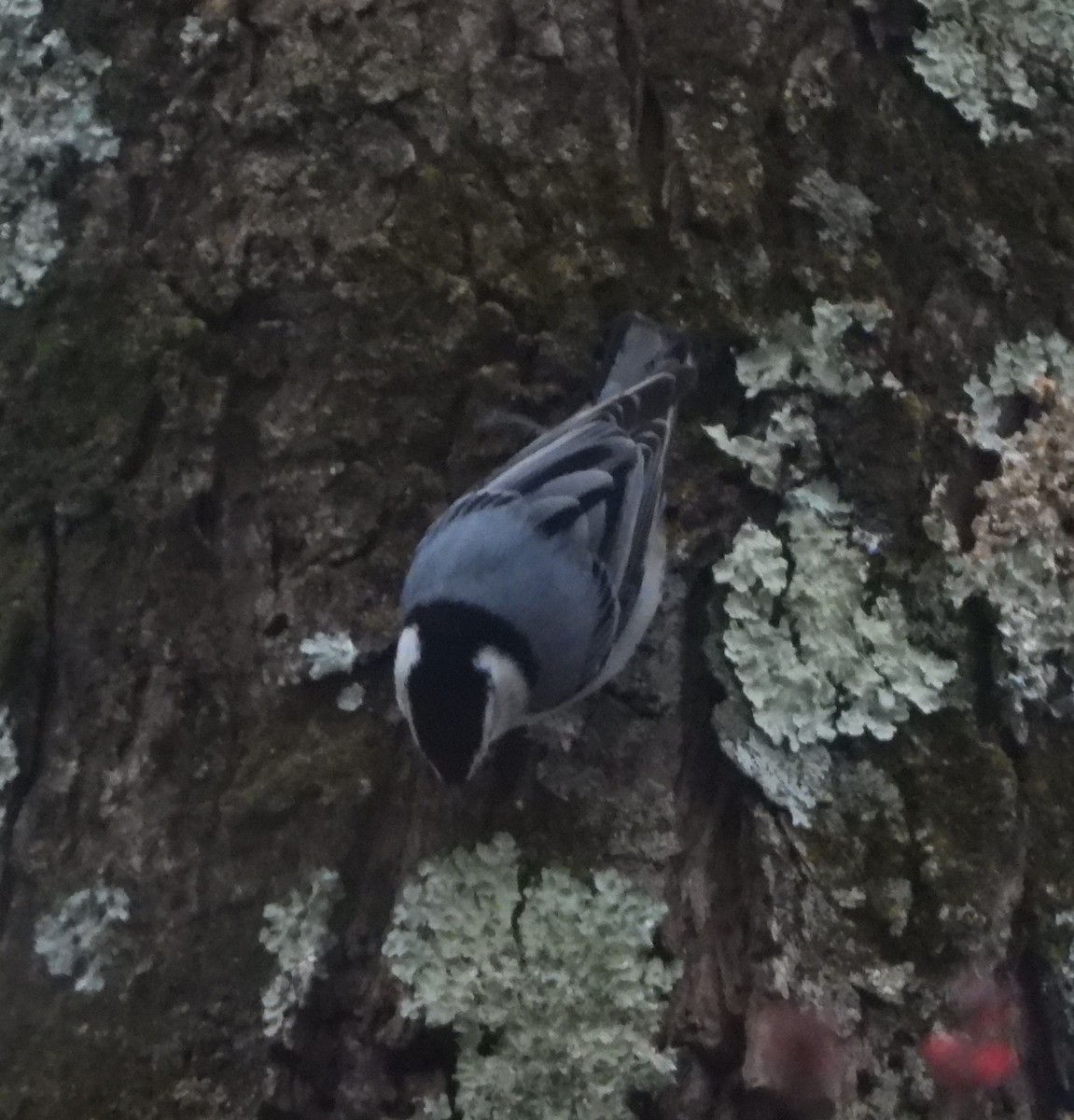 White-breasted Nuthatch - Sunil Thirkannad