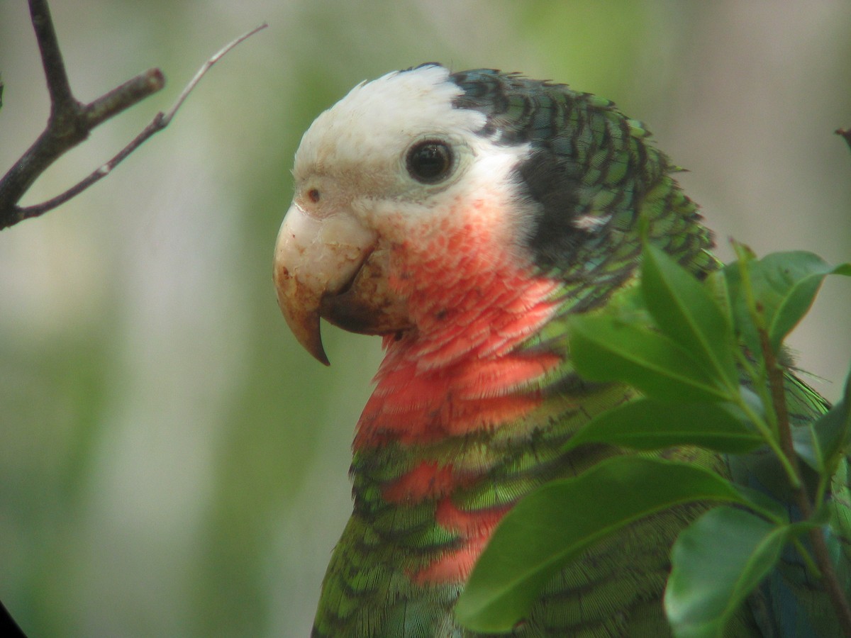 Cuban Parrot (Bahamas) - Kerry Ross