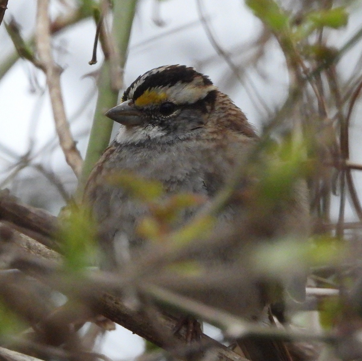 White-throated Sparrow - Sunil Thirkannad