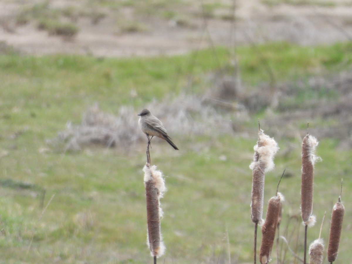 Say's Phoebe - ML146600691