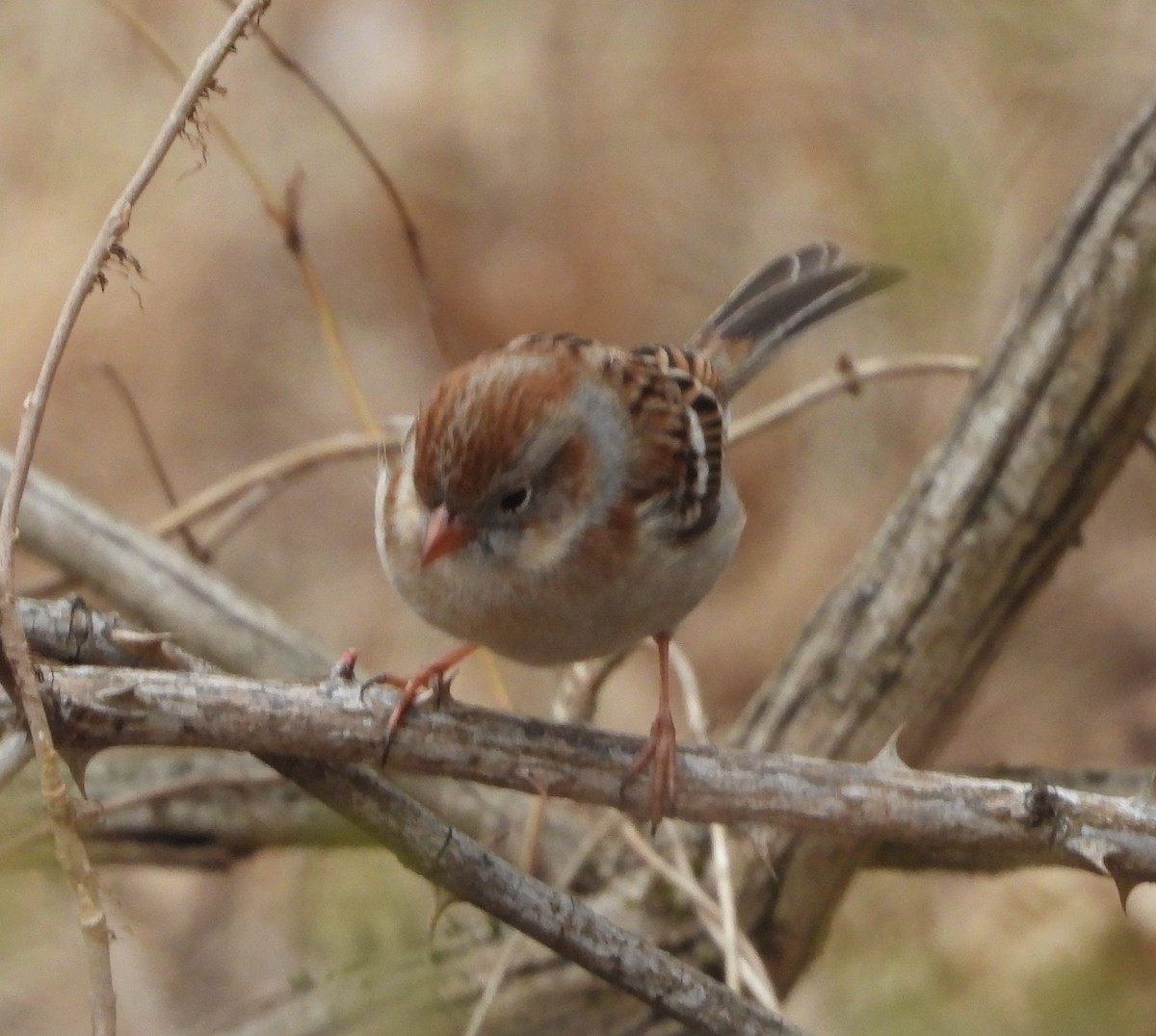 Field Sparrow - Sunil Thirkannad