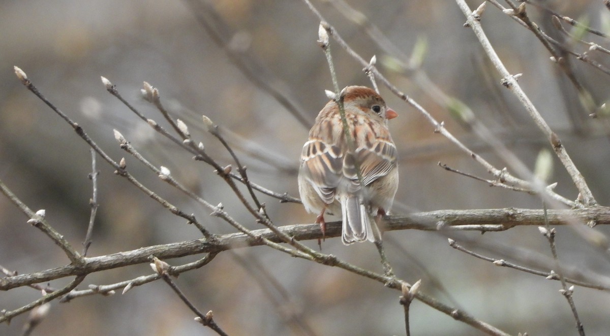 Field Sparrow - Sunil Thirkannad