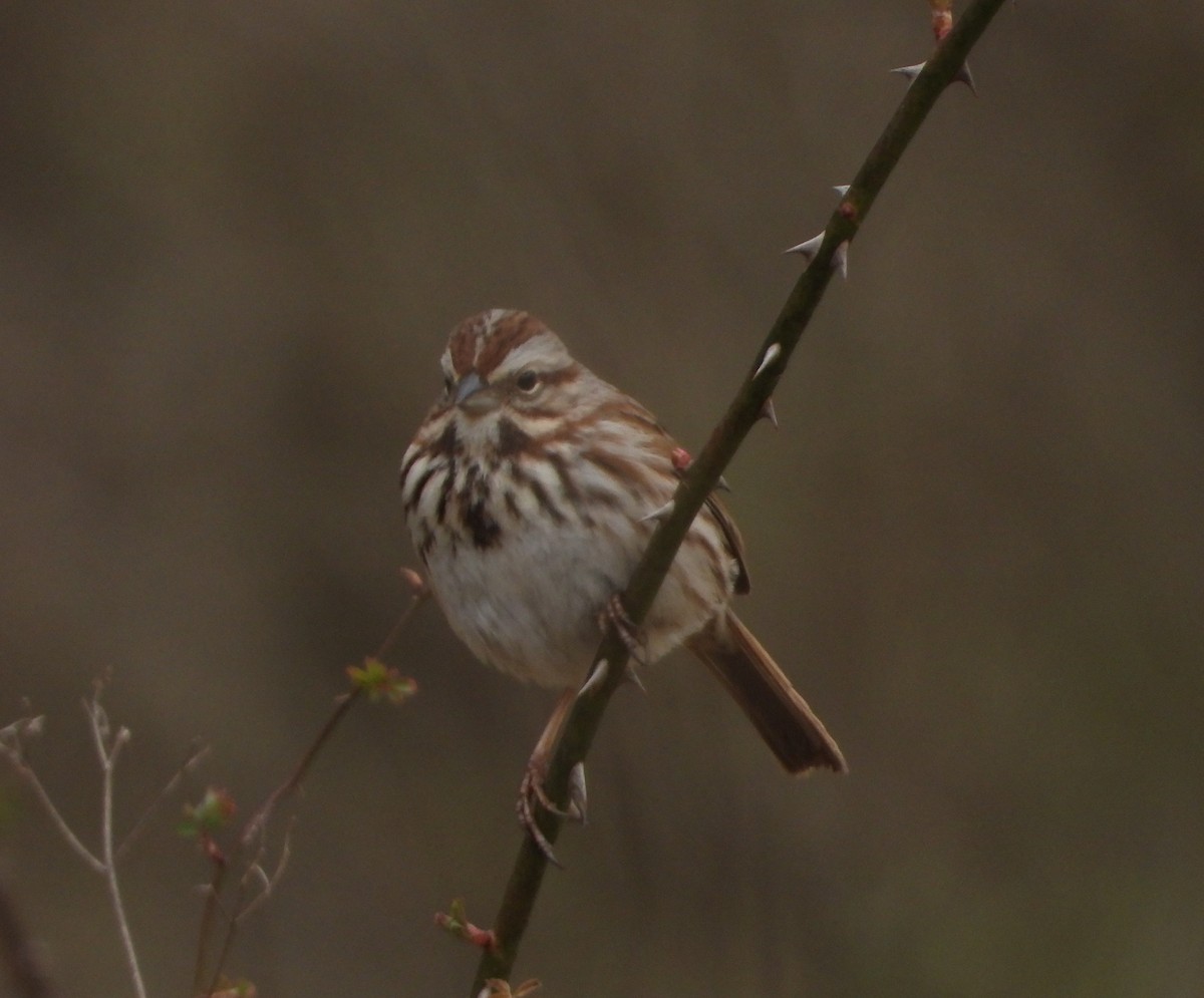 Song Sparrow - ML146600971