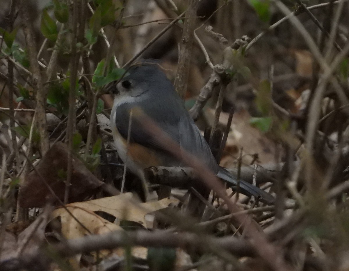 Tufted Titmouse - ML146601021