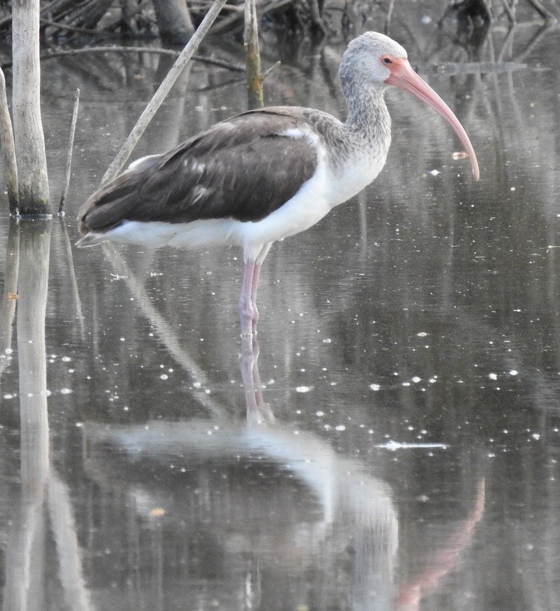 White Ibis - Holly Becker