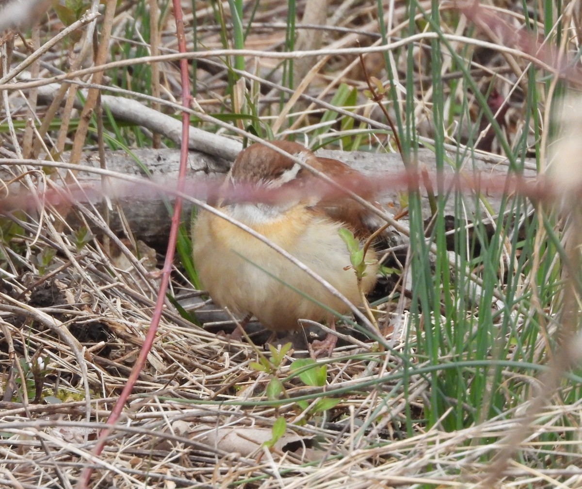 Carolina Wren - Sunil Thirkannad