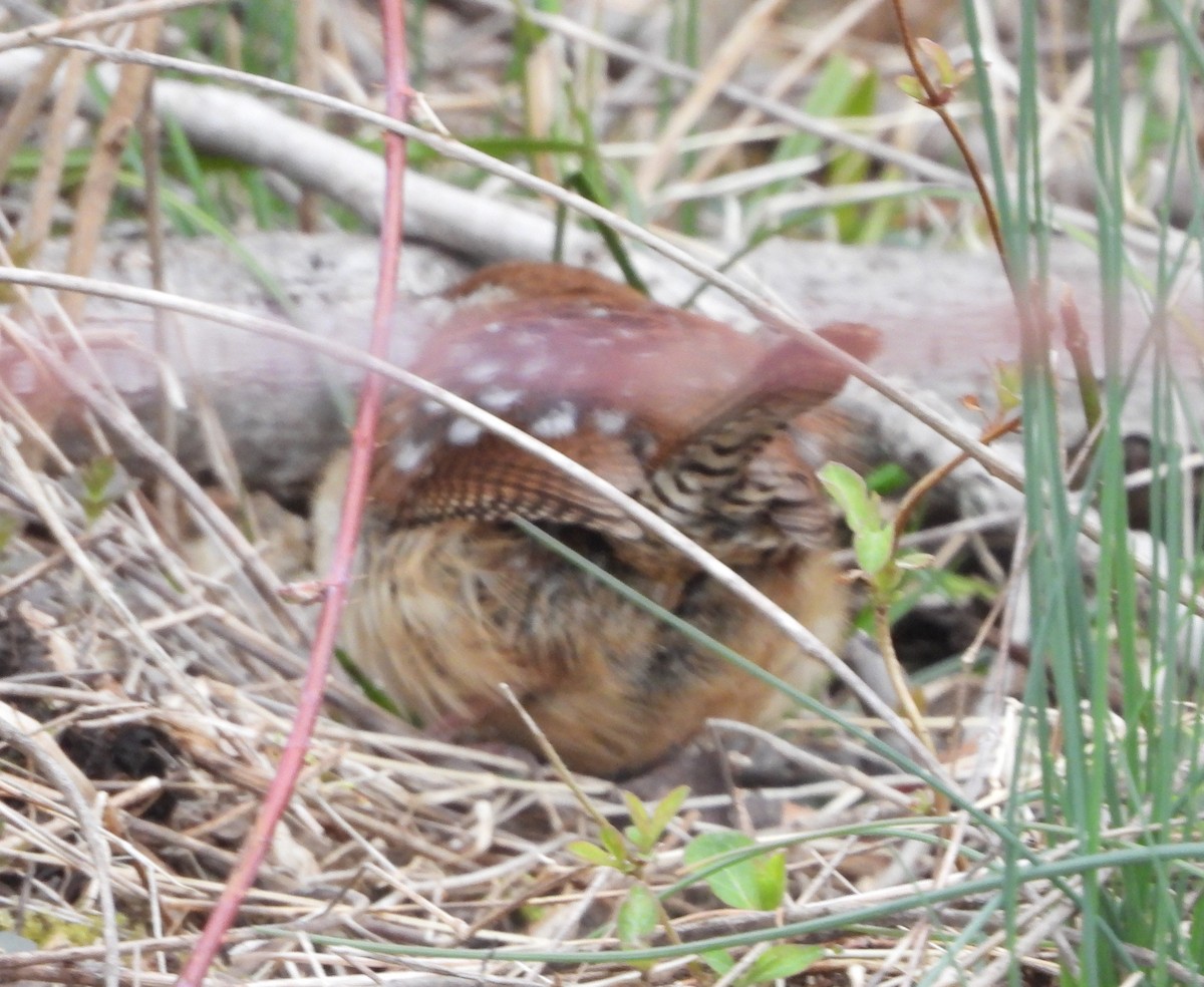 Carolina Wren - Sunil Thirkannad