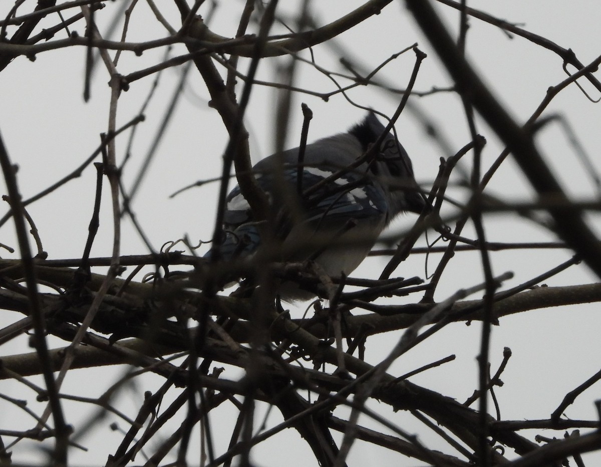 Blue Jay - Sunil Thirkannad