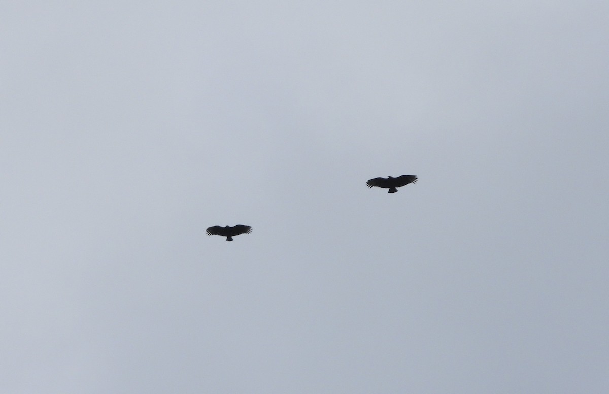 Black Vulture - Sunil Thirkannad