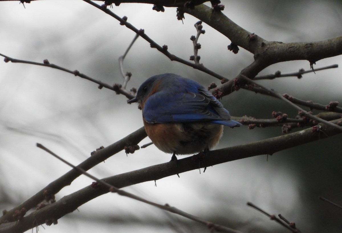 Eastern Bluebird - Sunil Thirkannad