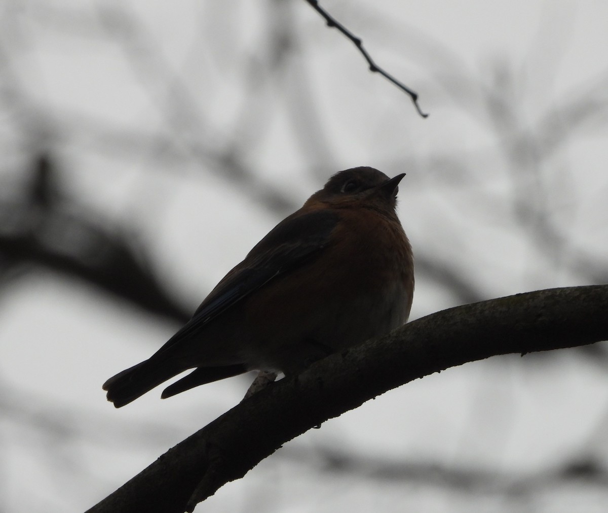 Eastern Bluebird - ML146601641