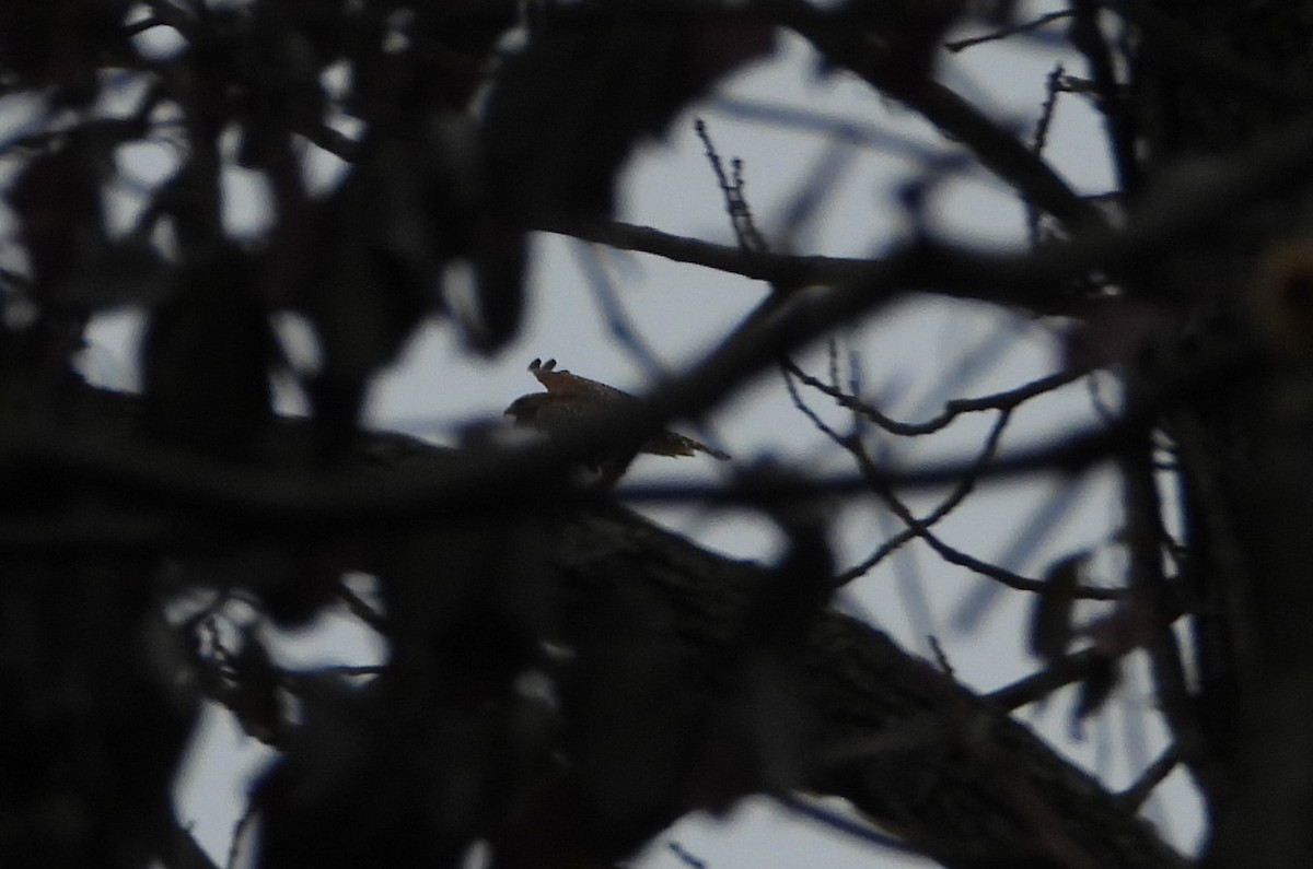 Red-shouldered Hawk - ML146601791