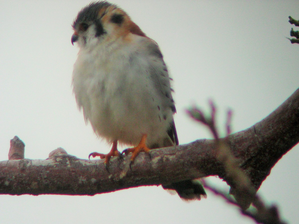 American Kestrel (Cuban) - ML146603391