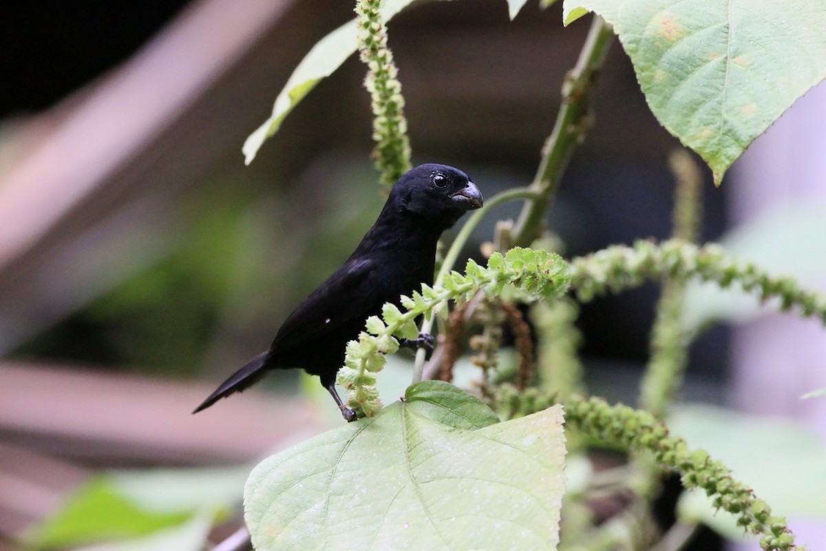 Variable Seedeater - ML146604061