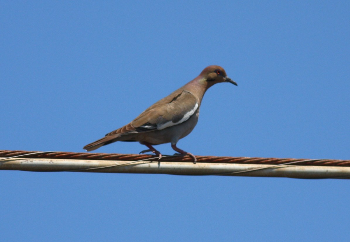 White-winged Dove - ML146605231