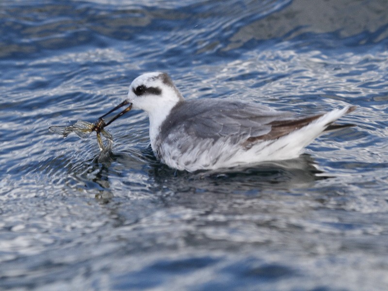 Phalarope à bec large - ML146605331