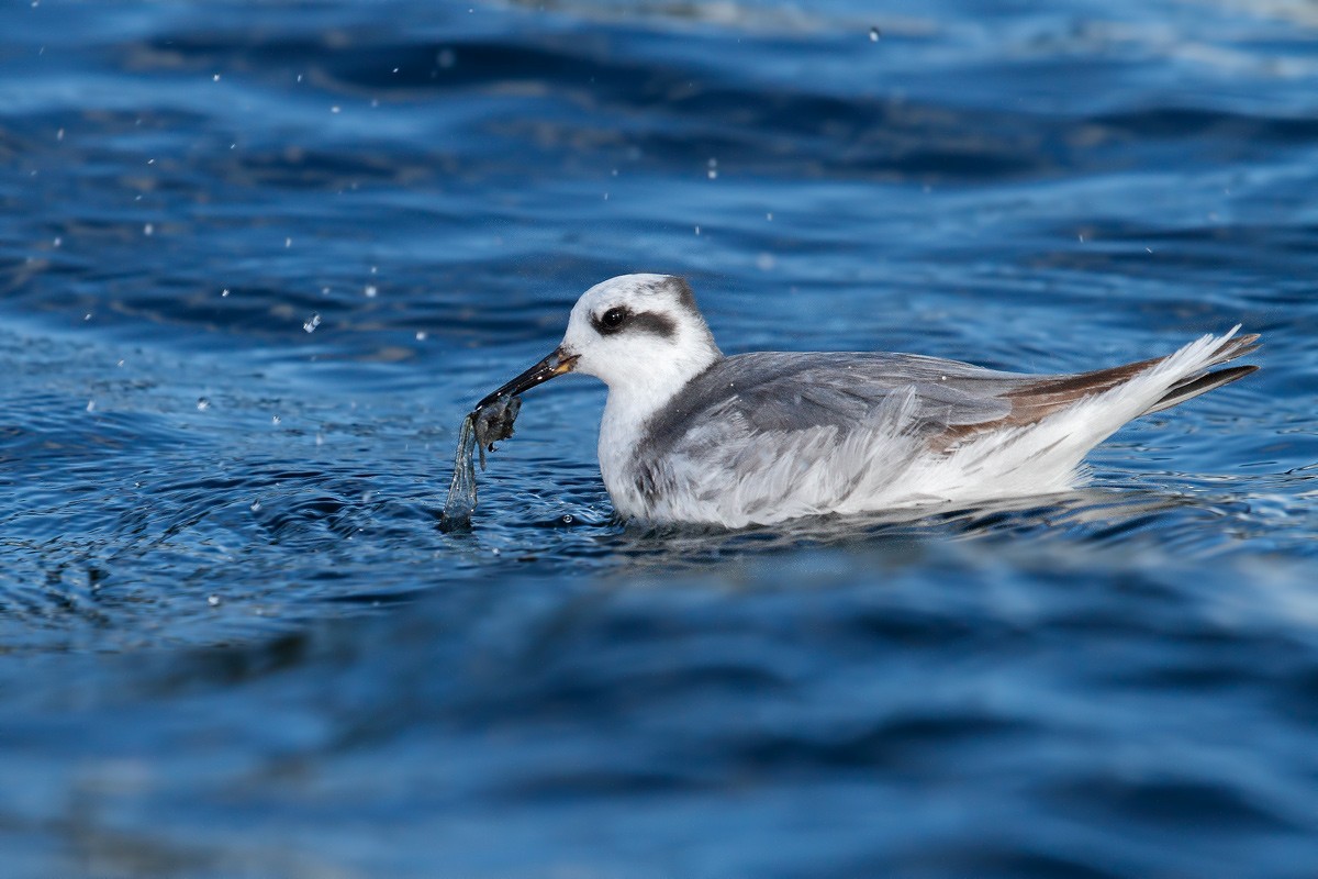 Red Phalarope - ML146605341