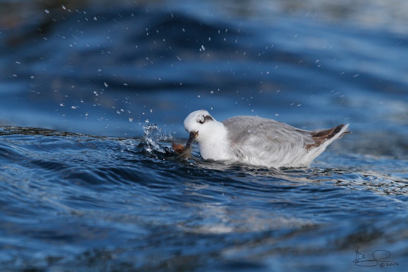 Phalarope à bec large - ML146605361