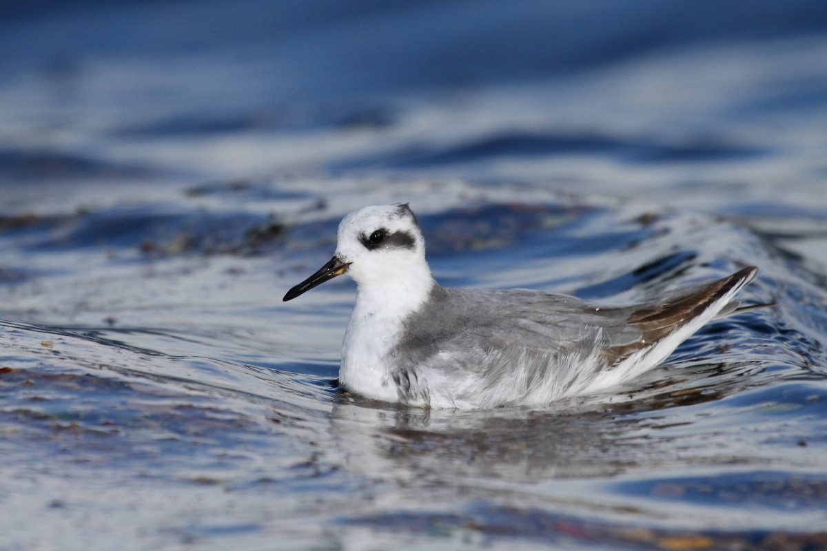 polarsvømmesnipe - ML146605381