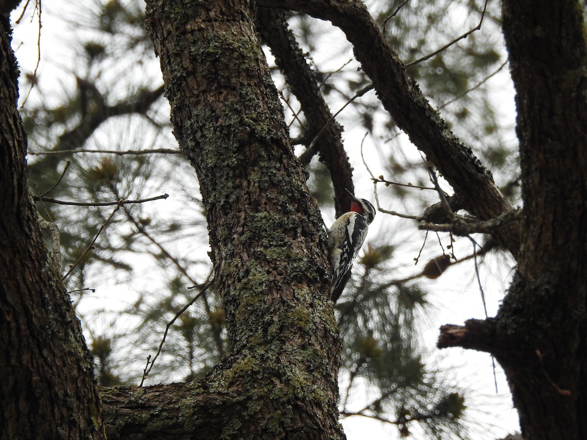 Yellow-bellied Sapsucker - ML146606881