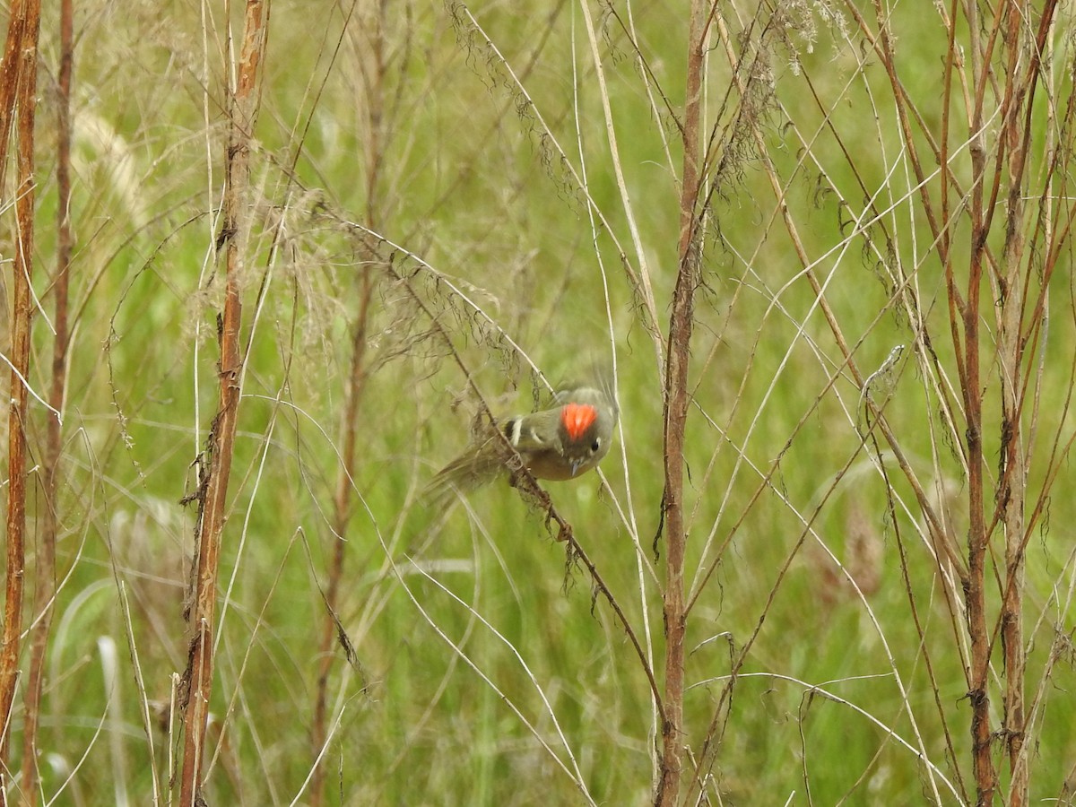 Ruby-crowned Kinglet - ML146606971