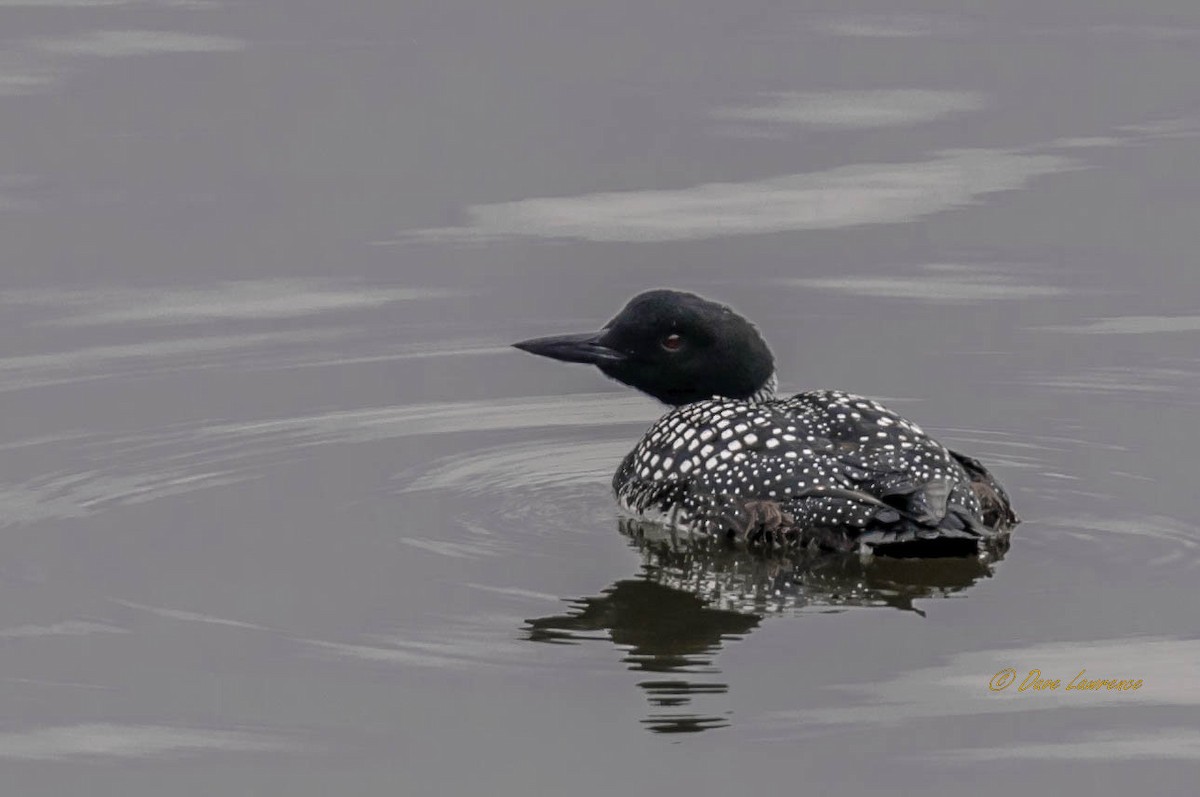 Common Loon - ML146607311