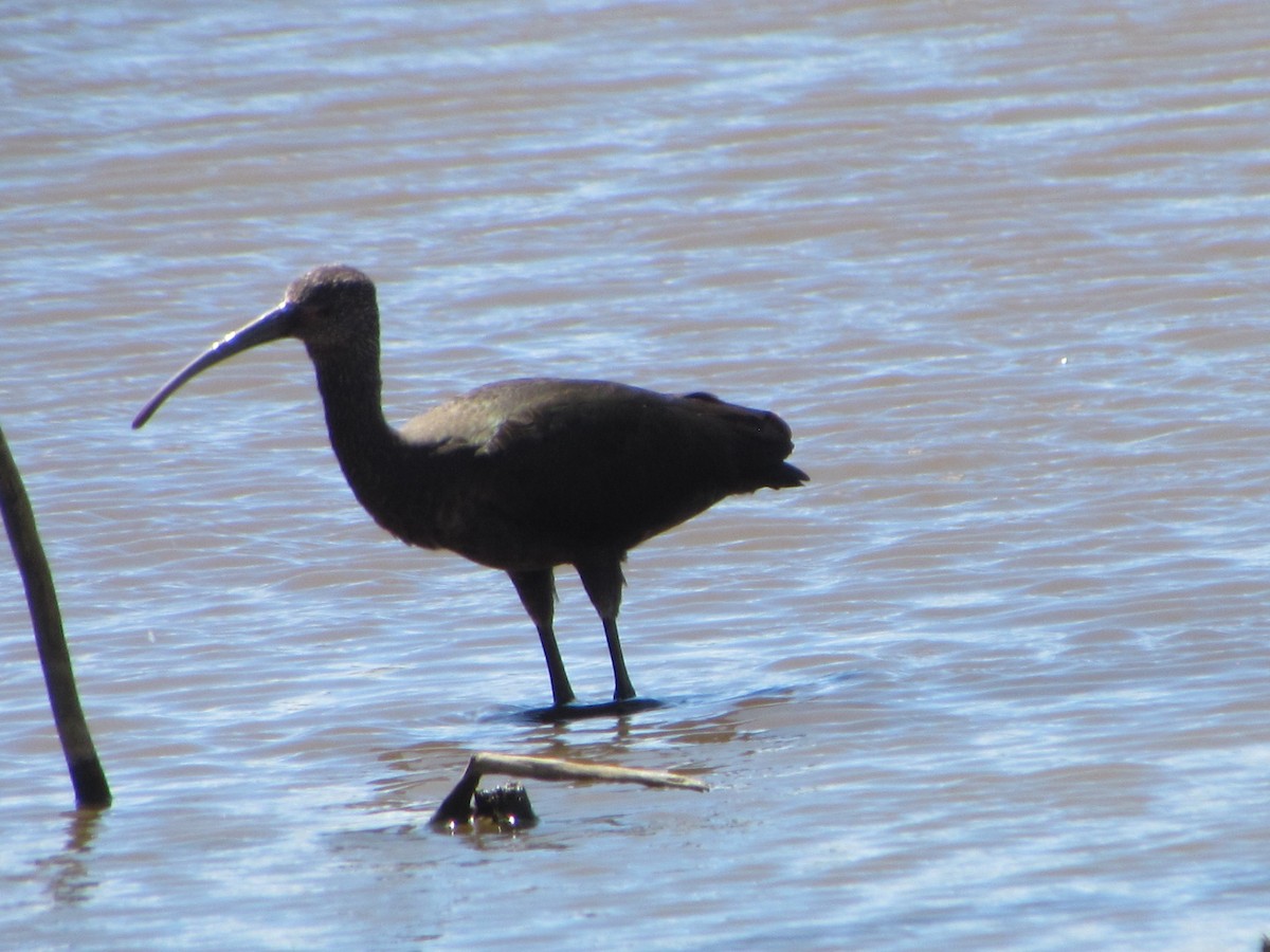 White-faced Ibis - ML146608311