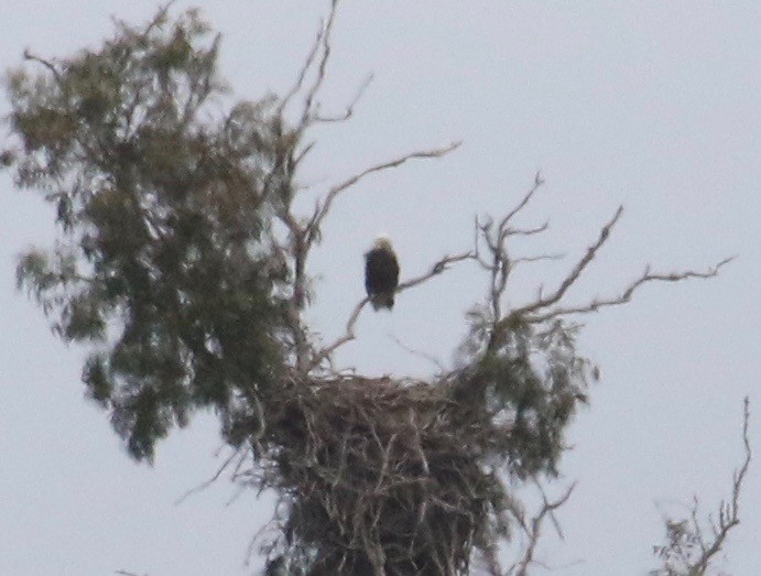 Bald Eagle - Millie and Peter Thomas