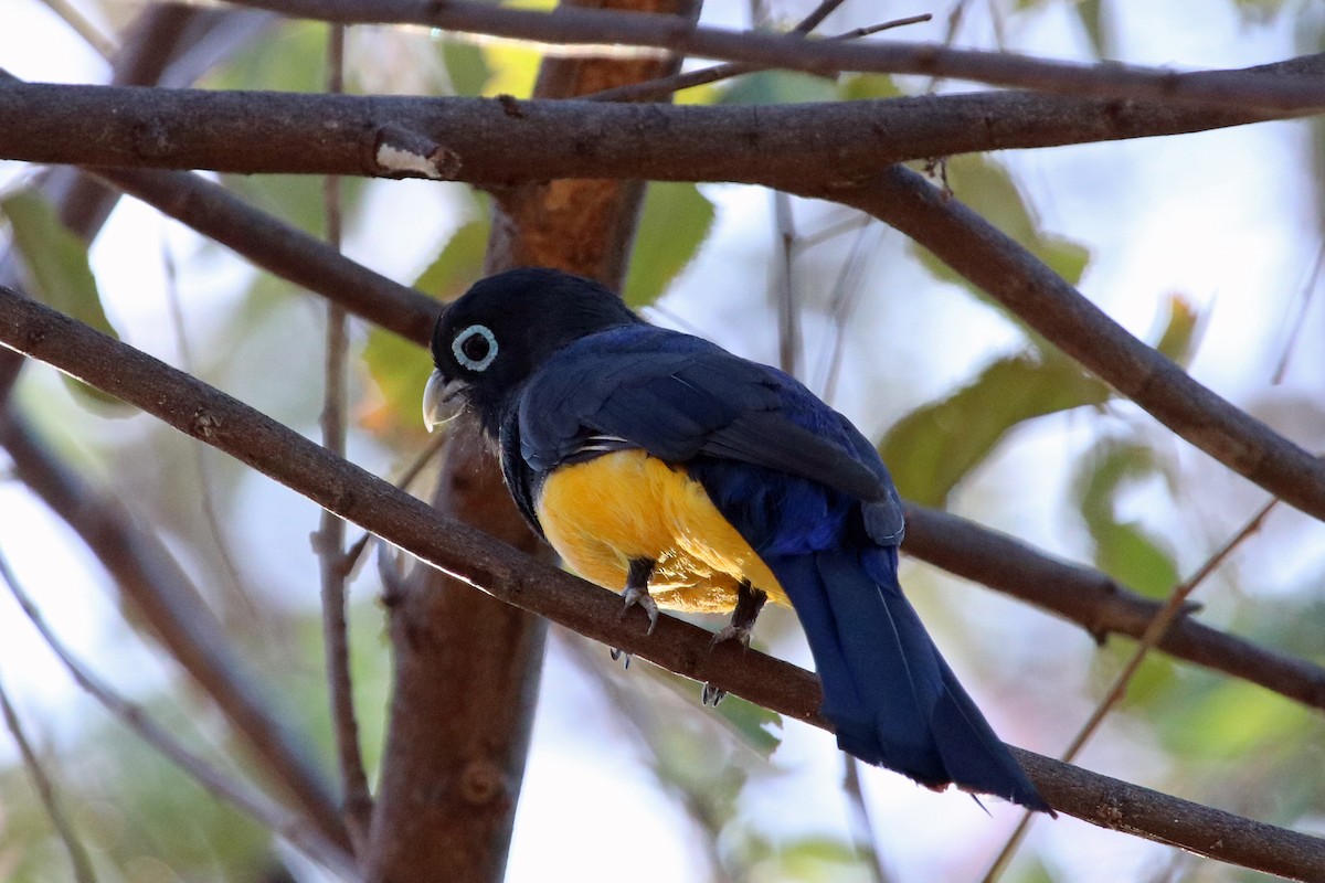 Trogon à tête noire - ML146609131