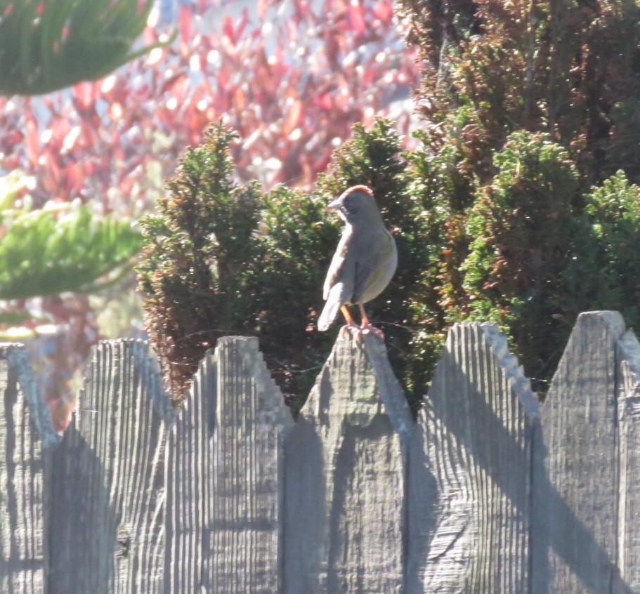 Green-tailed Towhee - ML146611081