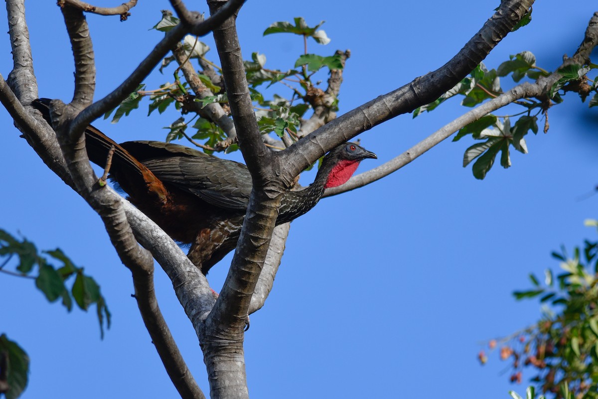 Crested Guan - Daniel Irons