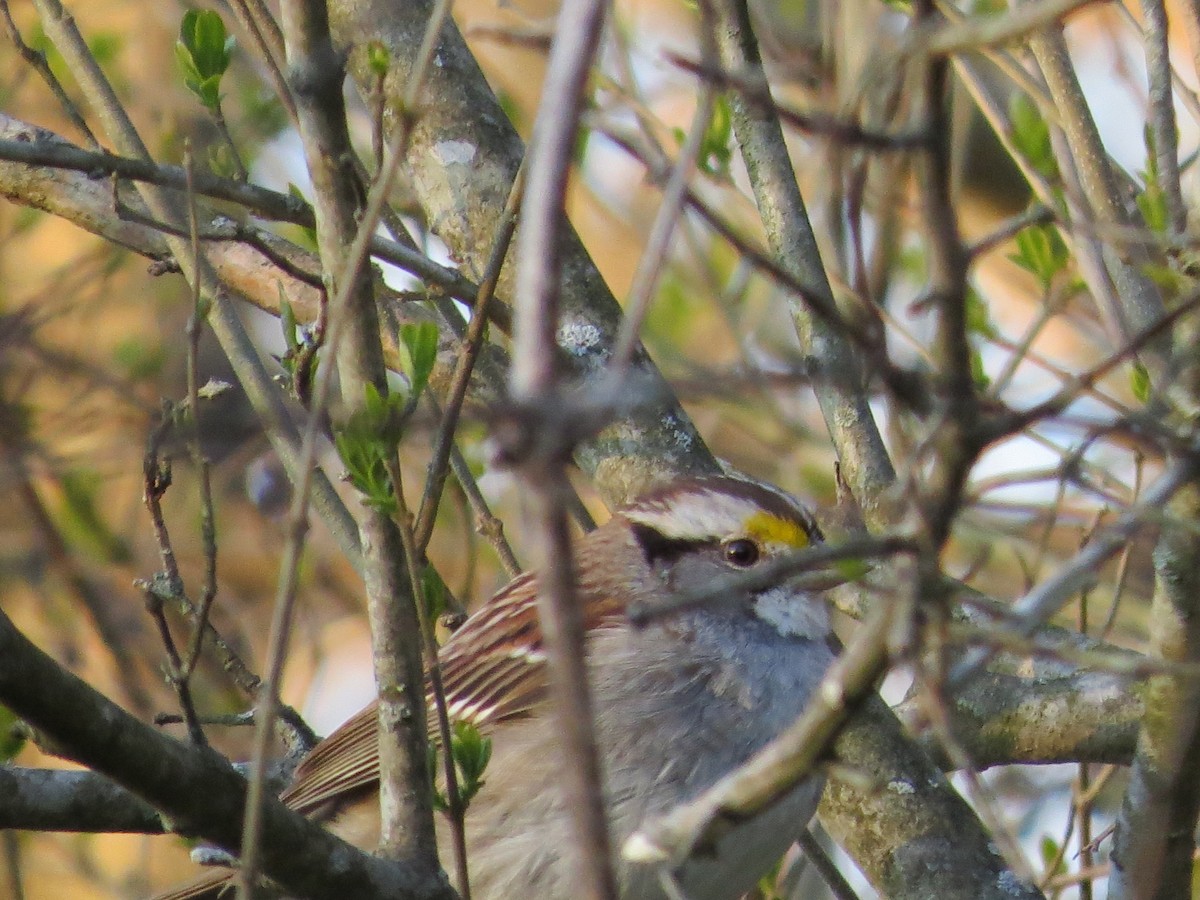 White-throated Sparrow - Ariel Dunham