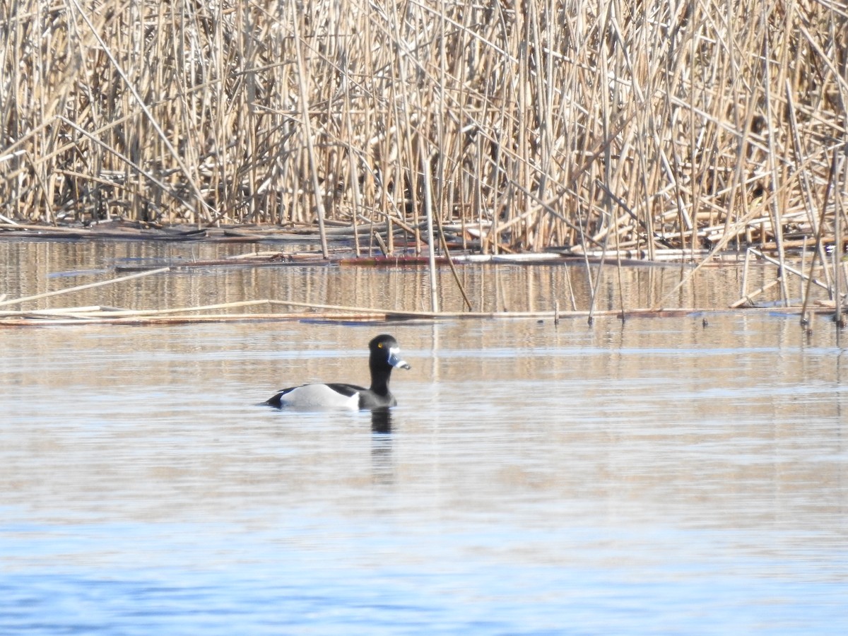 Ring-necked Duck - Jonathan Nakai