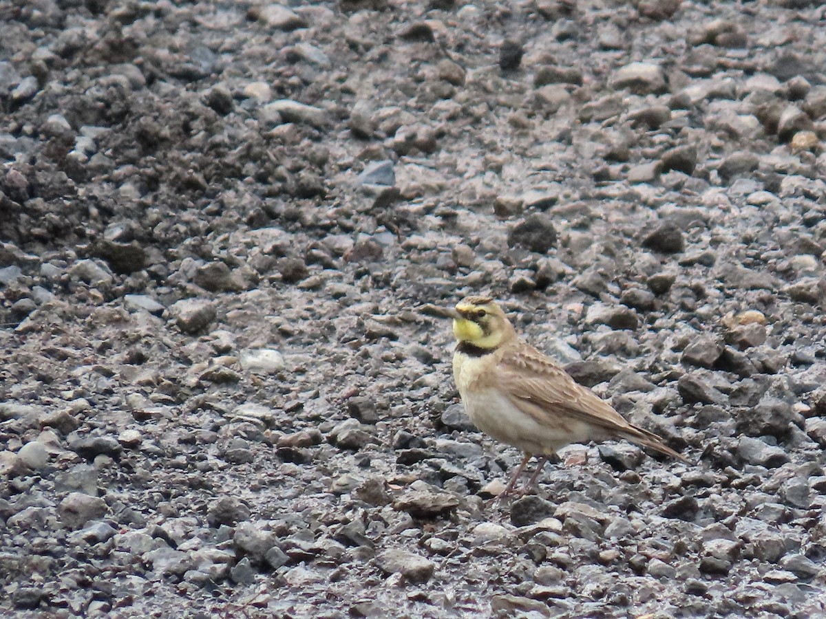 Horned Lark - ML146615331