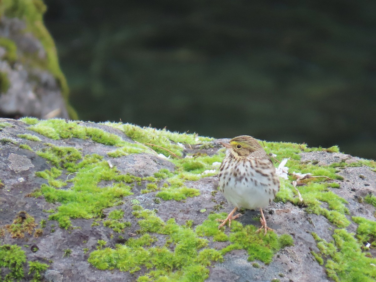 Savannah Sparrow - ML146615431