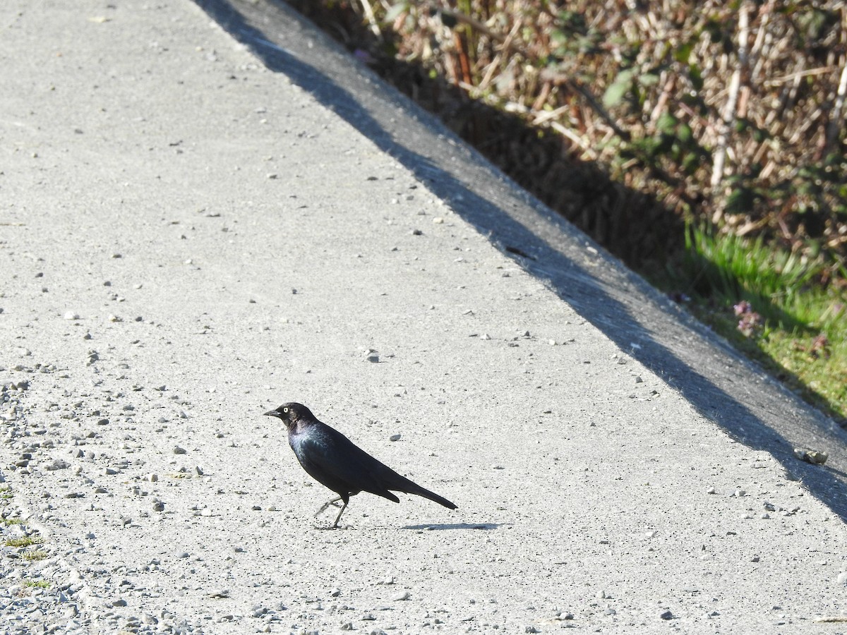 Brewer's Blackbird - Jonathan Nakai