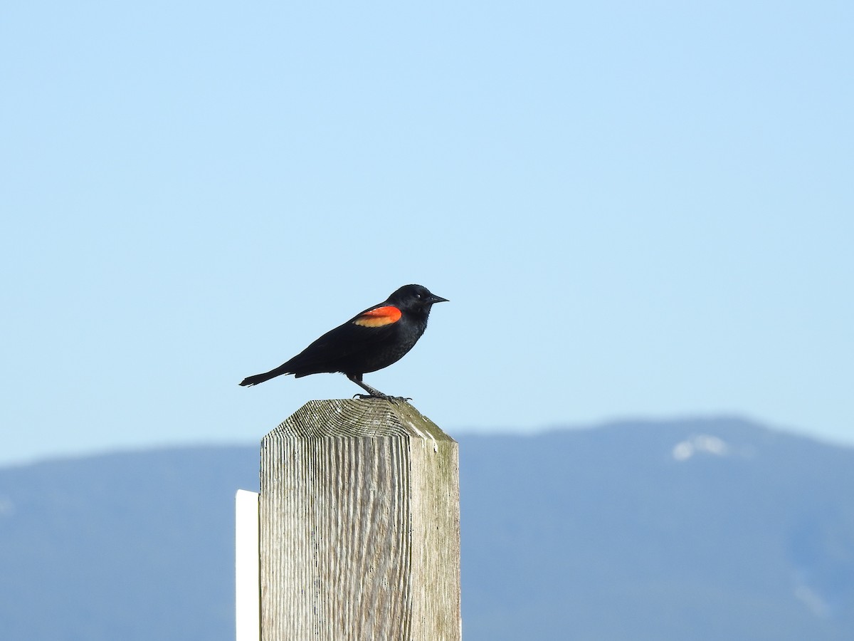 Red-winged Blackbird - Jonathan Nakai