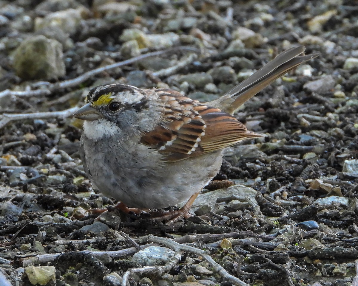White-throated Sparrow - ML146619081