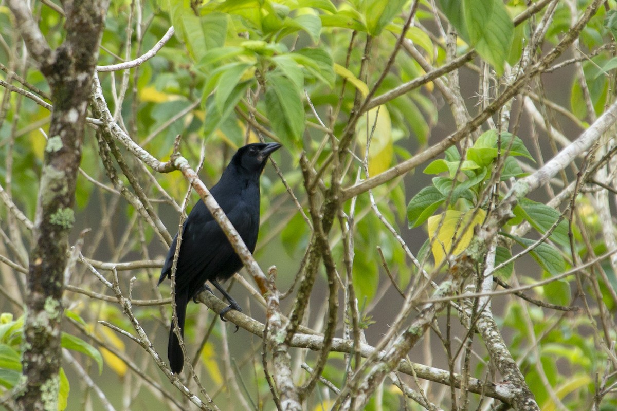 Melodious Blackbird - ML146619181
