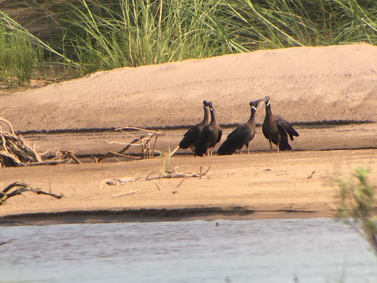 White-shouldered Ibis - ML146619631