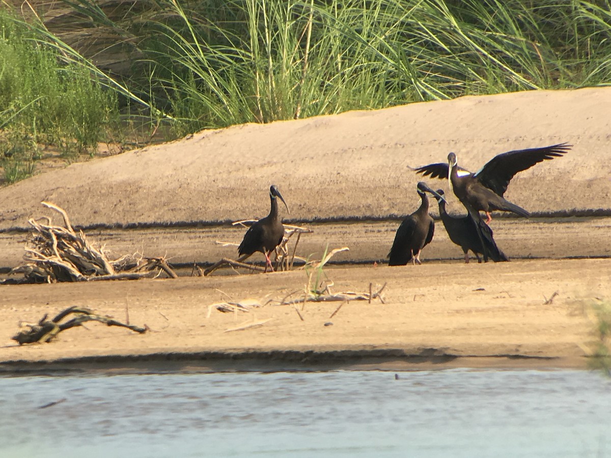 White-shouldered Ibis - ML146619651